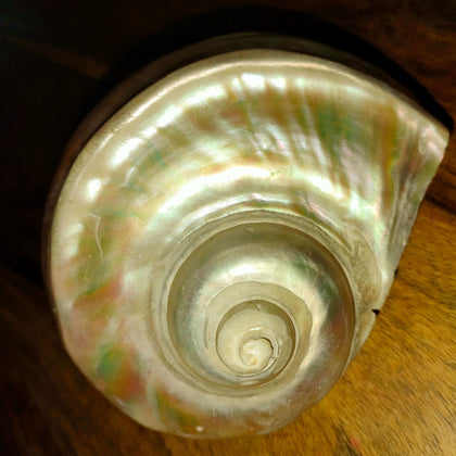 Why Mother Of Pearl is the most Prestigious of Buttons