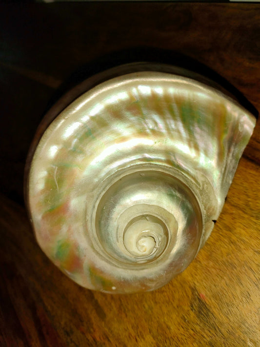 Why Mother Of Pearl is the most Prestigious of Buttons